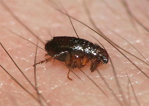 Les puces minuscules et discrètes sont en fait l'un des ectoparasites les plus dangereux.