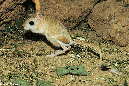 Bien que la peste soit presque oubliée par le monde aujourd'hui, ses agents pathogènes peuvent encore être trouvés dans les colonies de jerboa en Asie centrale.