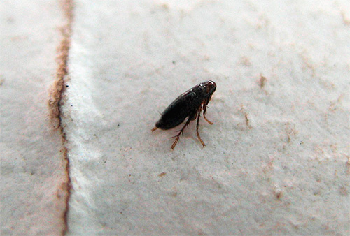 Que faire si les soi-disant puces sexuelles sont enroulées dans la maison? ..