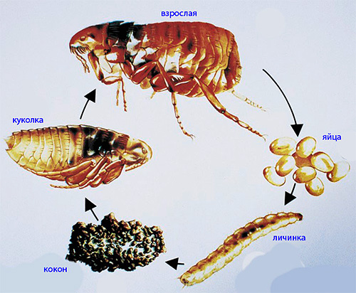 Cycle de vie des puces