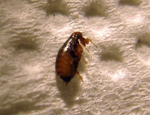 L'élimination complète des puces de l'appartement nécessite parfois beaucoup de temps et d'efforts.