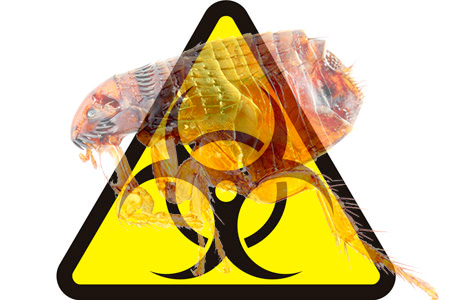 Tous les types de puces que l'on trouve dans les appartements sont capables de transporter des agents pathogènes de maladies dangereuses.