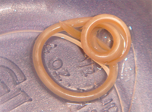 Il semblerait que les puces tout à fait inoffensives sautant par terre soient pour la plupart porteuses d'œufs d'helminthes.