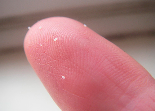 Les œufs de puces peuvent être trouvés sur le sol dans les coins de la pièce, ainsi que sur les lits des animaux domestiques.