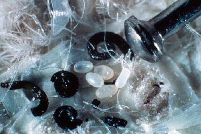 Oeufs et larves de puces