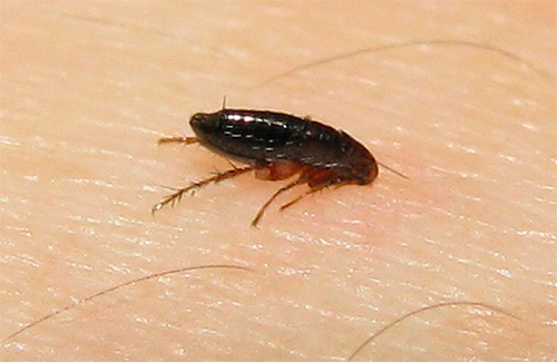 Une puce pique une personne