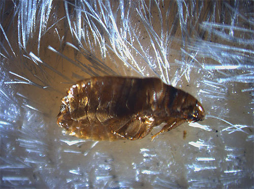 Sur le corps des animaux et des humains, les puces ne vivent pas, mais se nourrissent seulement.