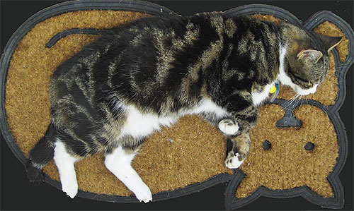 Les larves de puces et les puces elles-mêmes vivent le plus souvent sur ou sous la litière des animaux domestiques.