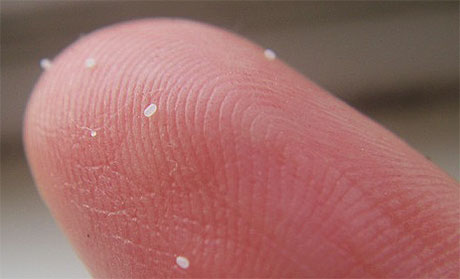 La photo montre des œufs de puces