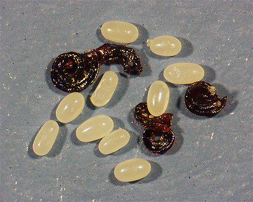 Oeufs et larves de puces