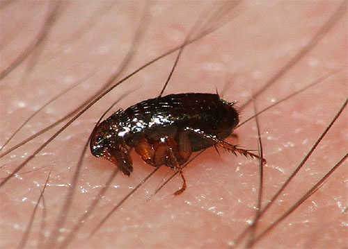 La durée de vie d'une puce, du stade de l'œuf à la mort, peut être de plusieurs années.