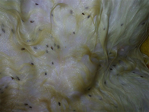 Le spray Frontline peut être utilisé pour traiter les puces chez les femelles allaitantes.