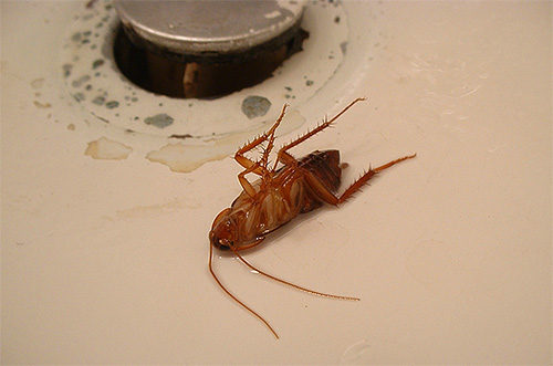 Le service de lutte antiparasitaire de Saint-Pétersbourg combat non seulement les punaises de lit, mais également les puces, les cafards et autres parasites.