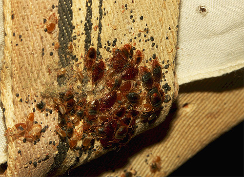 Un élément important lorsque l'on travaille avec des professionnels est une garantie contre la réapparition des punaises de lit.