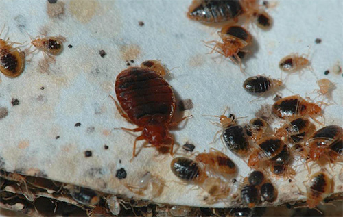 Il existe de nombreux services de lutte antiparasitaire à Saint-Pétersbourg, mais tous ne sont pas en mesure d'offrir des services vraiment hautement professionnels.