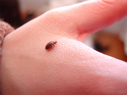 Si des punaises de lit réapparaissent pendant la période de garantie, l'entreprise effectuera un nouveau traitement gratuitement.