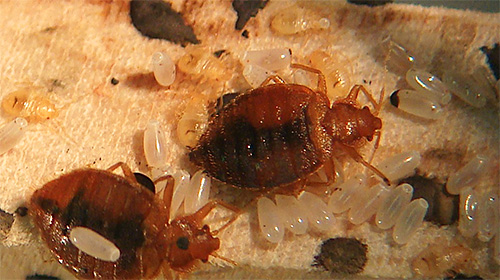 Le paiement des services SES pour la destruction des punaises de lit peut être effectué en plusieurs fois