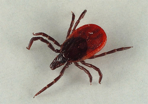 Les tiques ont 8 pattes alors que les poux n'en ont que 6.