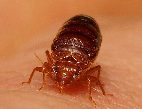 Larve de punaise de lit agrandie