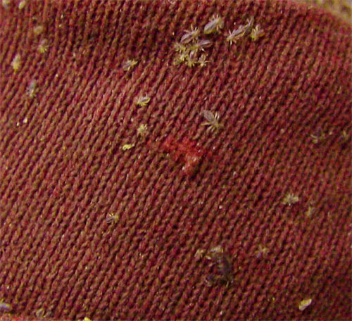 Poux de corps sur les vêtements