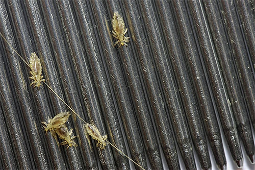 La photo montre les poux peignés avec un peigne.