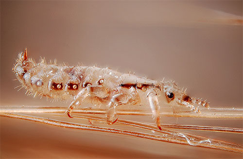 Photo à fort grossissement d'un pou de tête