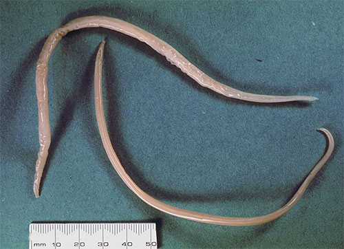 Si le chat a un grand nombre de puces, il est presque certain qu'il aura aussi des vers.