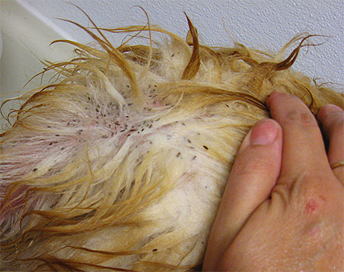 Accumulation de puces dans le pelage du chat