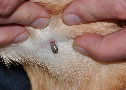 Non seulement les puces peuvent harceler un chat avec des piqûres, mais aussi d'autres insectes, par exemple, les tiques, le garrot ...