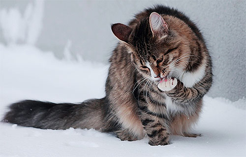 Après avoir appliqué un spray anti-puces sur le corps du chat pendant plusieurs heures, vous ne devez pas laisser l'animal se lécher