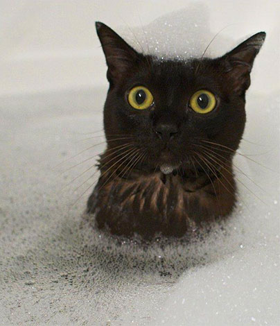 Lors du lavage d'un chat avec un shampoing insecticide, il est important de s'assurer que la mousse ne pénètre pas dans ses yeux ou sa bouche.