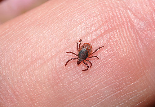 Les tiques peuvent attaquer un chat dans la rue, mais contrairement aux puces, elles ont huit pattes.