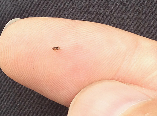 L'apparition de puces dans la maison entraîne toujours beaucoup de problèmes pour les propriétaires. Voyons ce qu'il faut faire pour se débarrasser au plus vite des parasites...