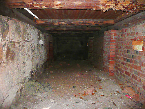 Si des rats ou des souris vivent dans le sous-sol de la maison, les puces vivront certainement ici aussi.