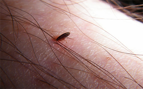 Le choix de préparations plus puissantes pour traiter les puces à la maison est mieux laissé aux professionnels.