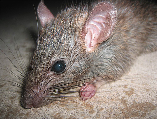 En grand nombre, les puces peuvent vivre dans les sous-sols, y parasitant, par exemple, des rats.