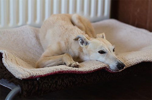 En grand nombre, les puces et leurs larves peuvent être trouvées sur ou sous la litière de l'animal.