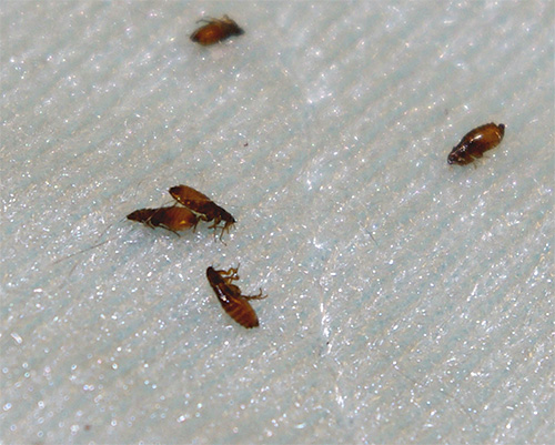 Puces mortes sur le sol