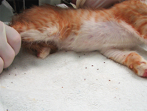 Puces sur la litière pour chat