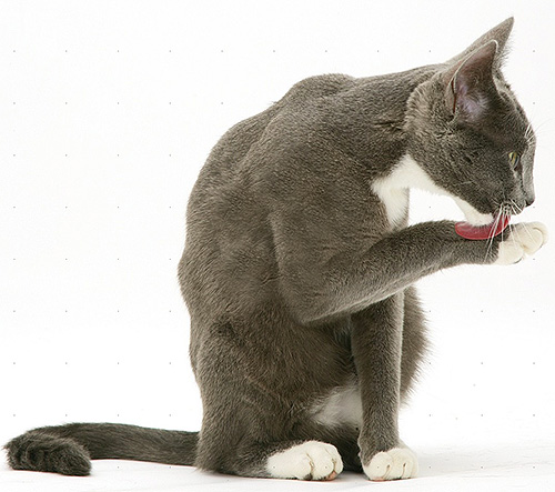 Après l'application de Blochnet, veillez à ce qu'il ne soit pas léché sur le pelage de l'animal.