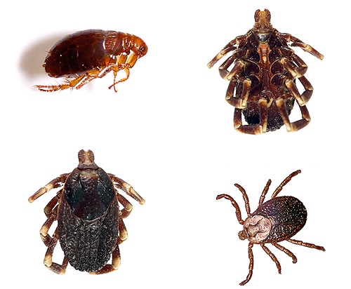 Les instructions pour les préparations Blochnet indiquent qu'elles sont capables de détruire, en plus des puces, également des tiques et des poux.