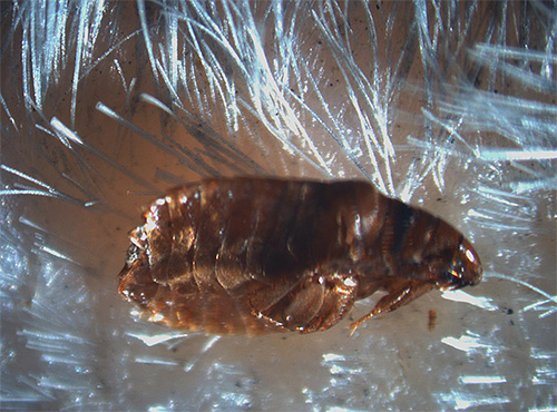 Le plus souvent, les produits Blochnet sont utilisés par les propriétaires d'animaux pour lutter contre les puces.