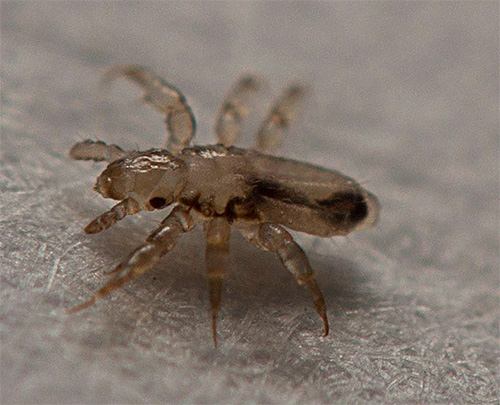 Une semaine après le traitement, les cheveux doivent être à nouveau traités pour détruire les larves de poux écloses des lentes.