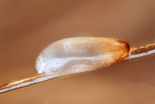 Beaucoup de gens s'attendent sérieusement à se débarrasser complètement des lentes avec de l'eau hellébore seule.