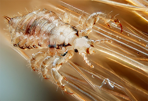 La teinture d'hellébore est toxique pour les poux en raison des alcaloïdes naturels qu'elle contient.