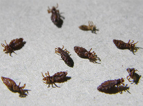 Les poux adultes et les larves peuvent en effet être très efficacement détruits avec de l'eau d'hellébore.