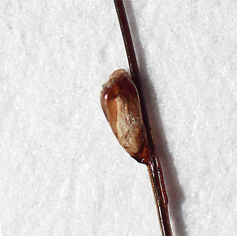 Mais il est loin d'être toujours possible de détruire les lentes à l'aide d'eau d'hellébore.