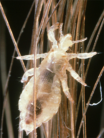 Le savon au goudron devra être conservé longtemps sur les cheveux afin d'affecter d'une manière ou d'une autre les poux