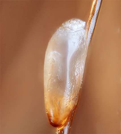Le savon au goudron est absolument inefficace contre les lentes.