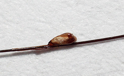 Mais le Dichlorvos sera impuissant face aux lentes